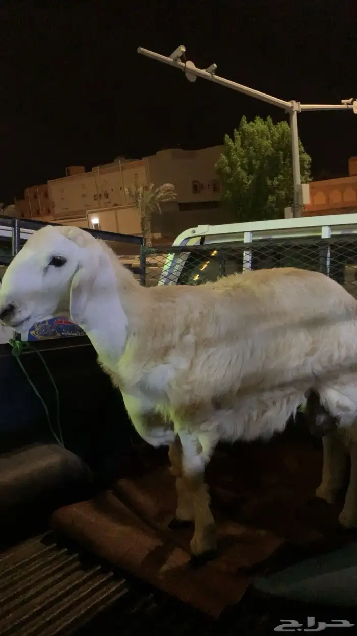 طلي حري العمر 6 اشهور 1