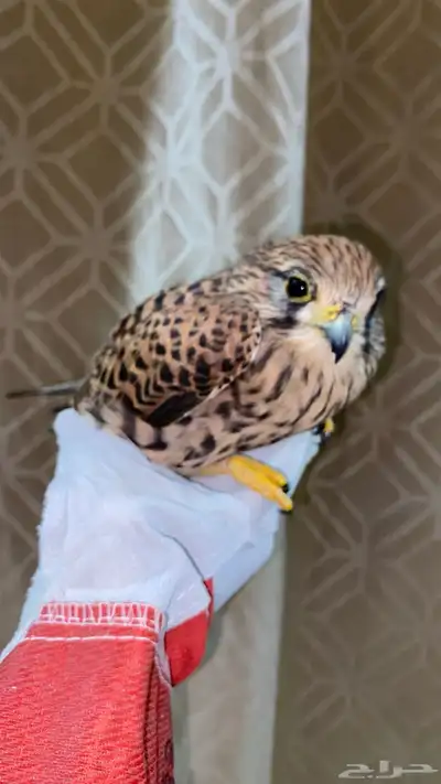 للبيع طير شبوط او باشق شرياص index