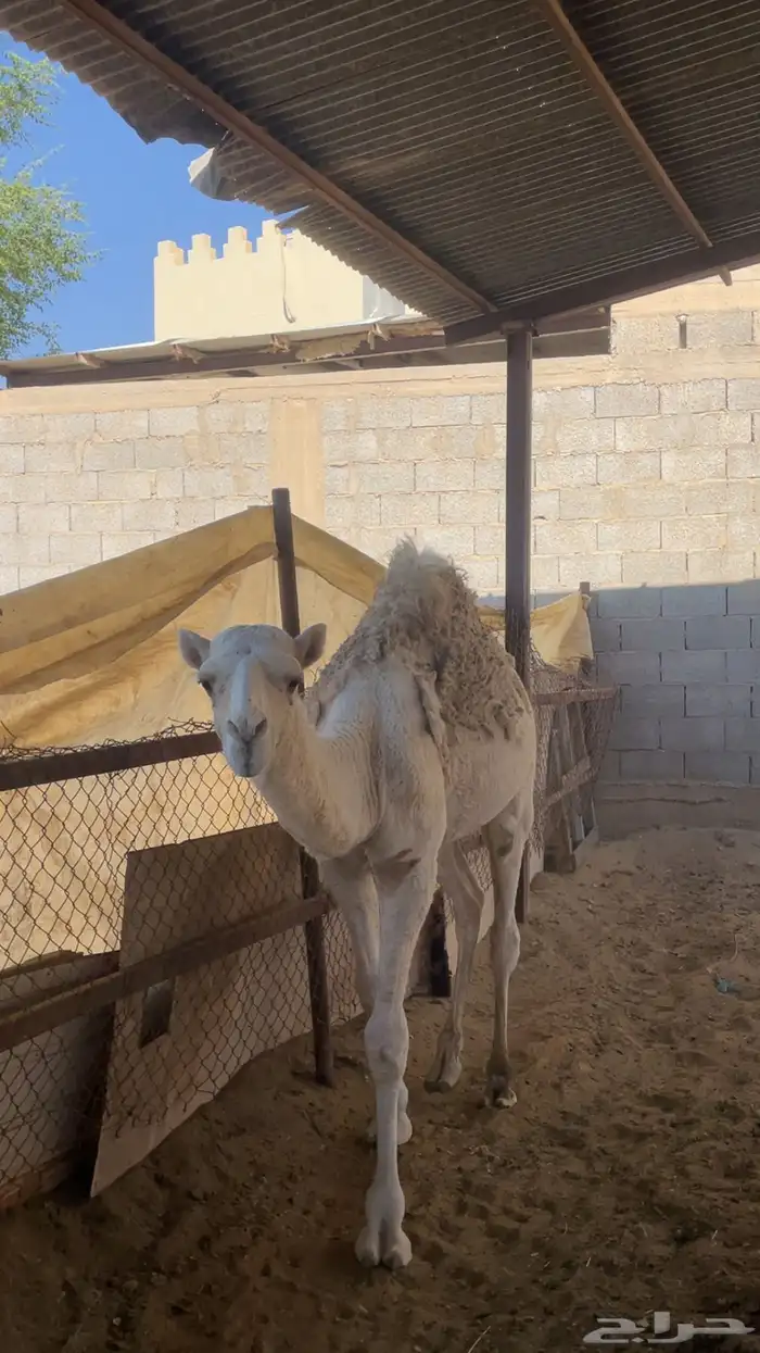 قعود قصب عمره 8 شهور 0