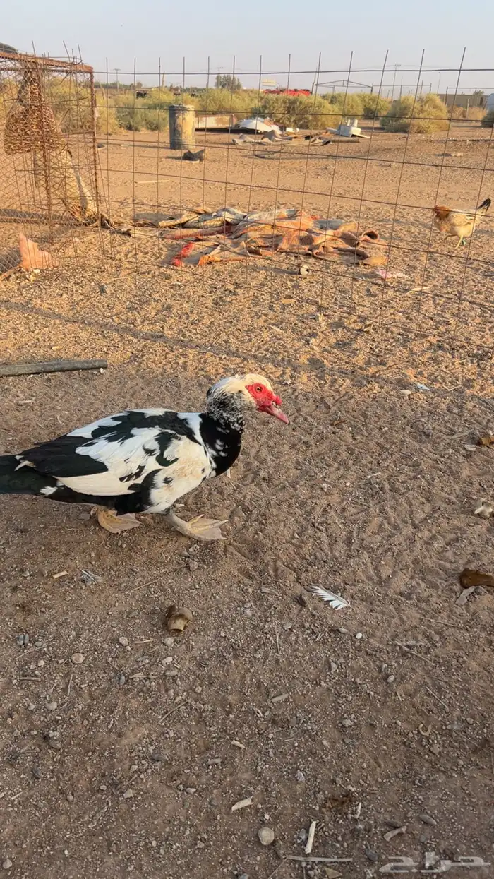 بط بح مسكوف مصري ذكور العدد 2 0