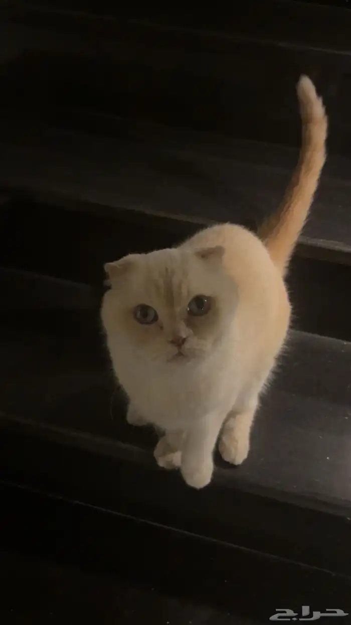 تبني مستعجل 0