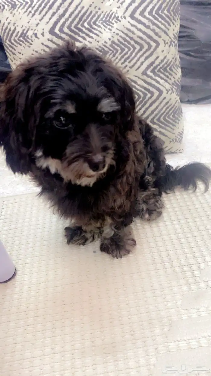 كلب مطيع وذكي ونضيف ومتعلم ومرح وعلى الصامت مايزعج 0