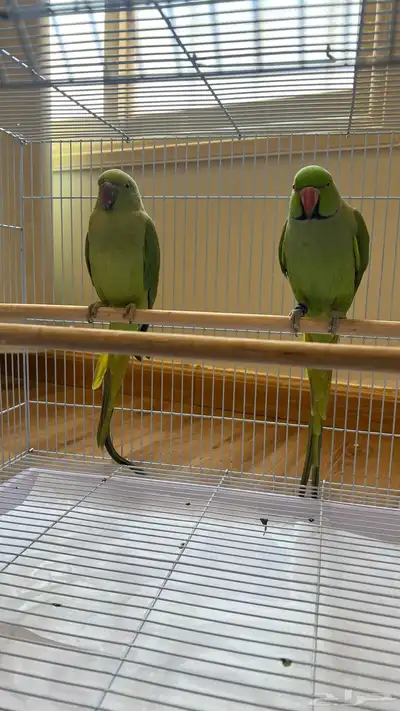 زوج ببغاء الدره أليف ومنتج الذكر متكلم index