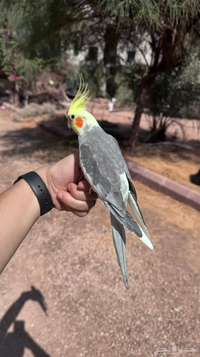 كروان ذكر متلكم و هدد 2