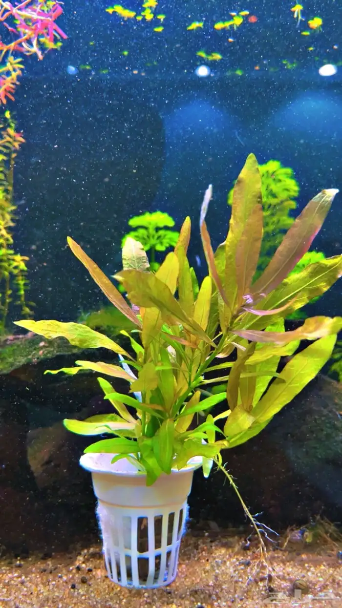 نباتات مائية لاحواض السمك المزروع 21