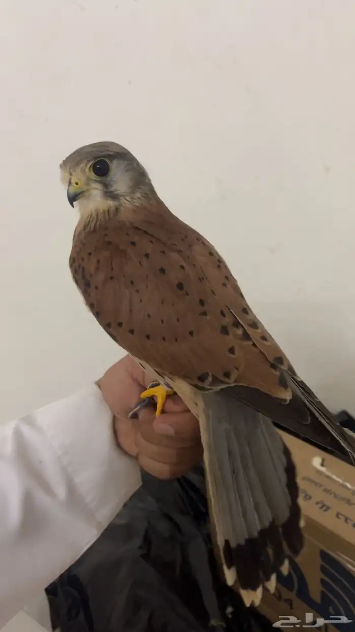 بأشق بدايت هدد 0