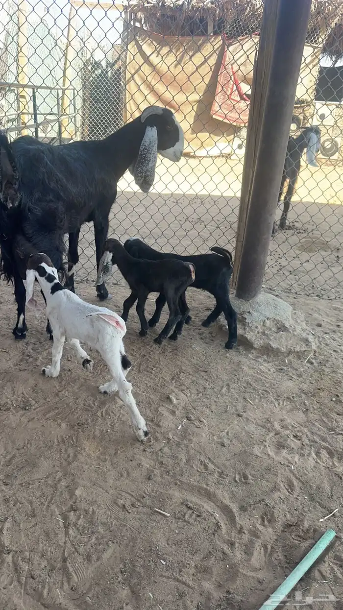 عنز تحتها ثلاث تيوس 0