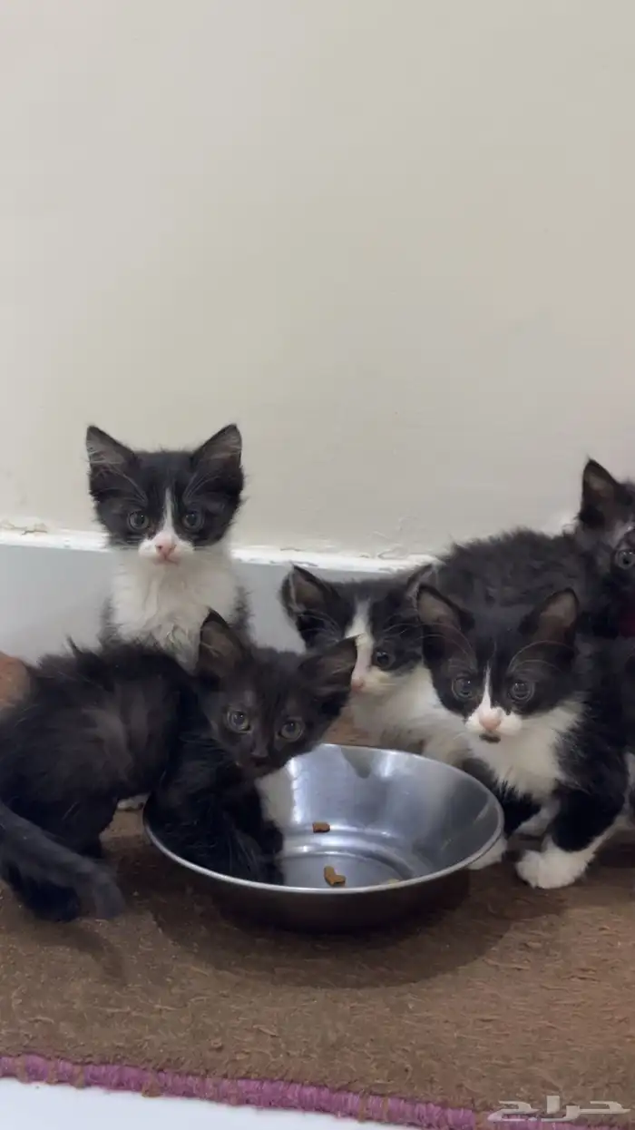 قطط صغار للبيع 0
