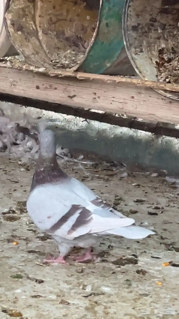 حمام للبيع 7