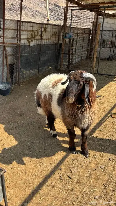 ذبيحه طلي نعيمي index