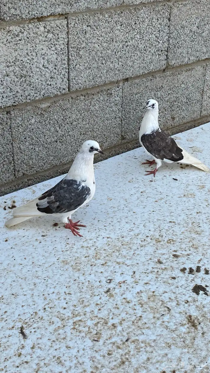 قطايف مكتف 1