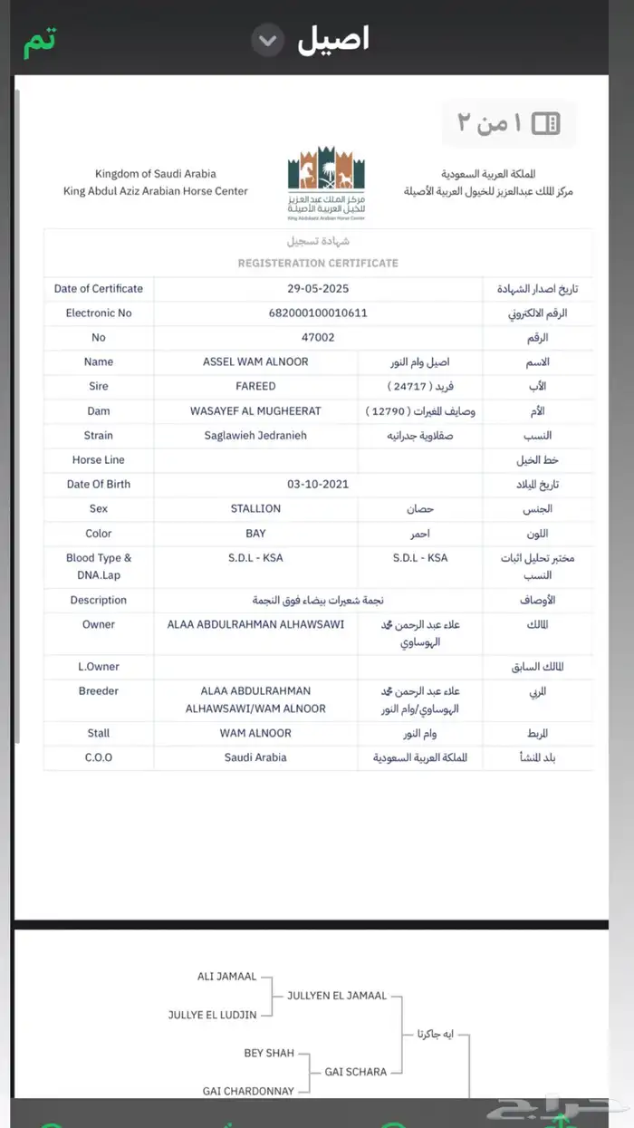 حصان حفيد مجد آريان 5