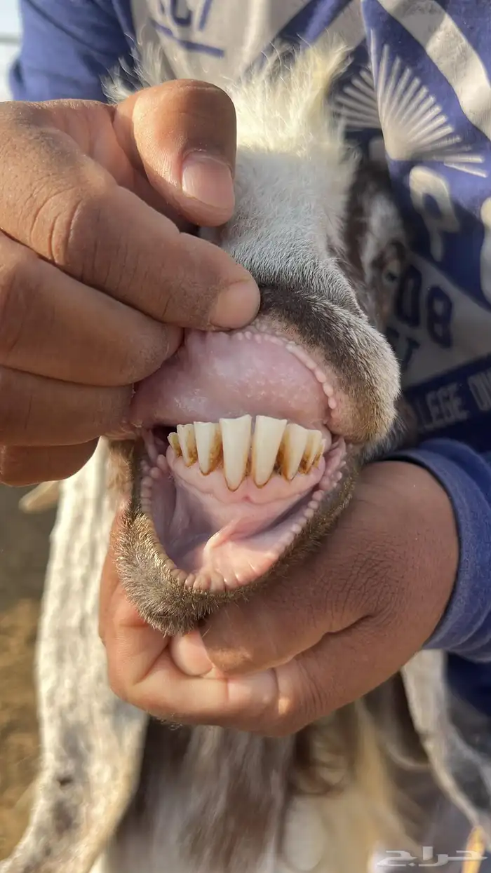 معزا للبيع عدد 10 مع الفحل 7