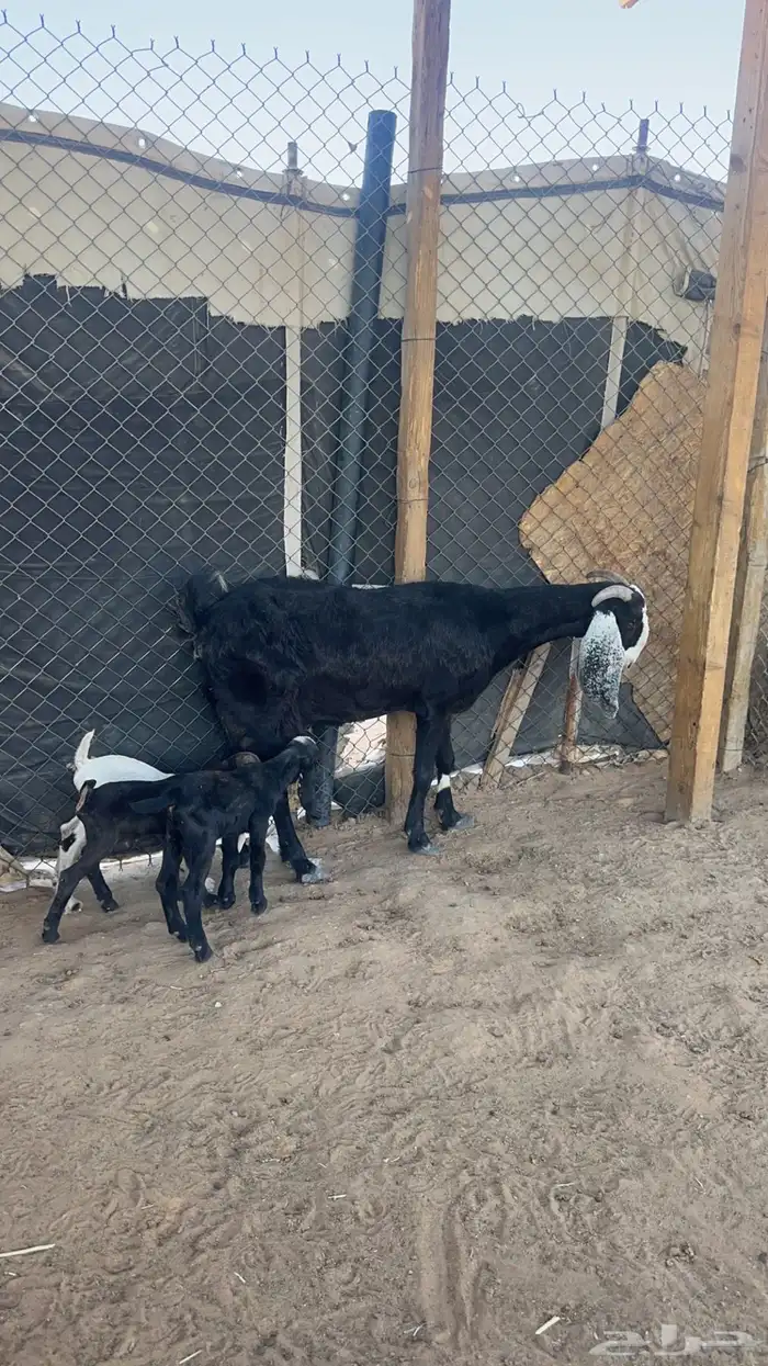 عنز تحتها ثلاث تيوس 3