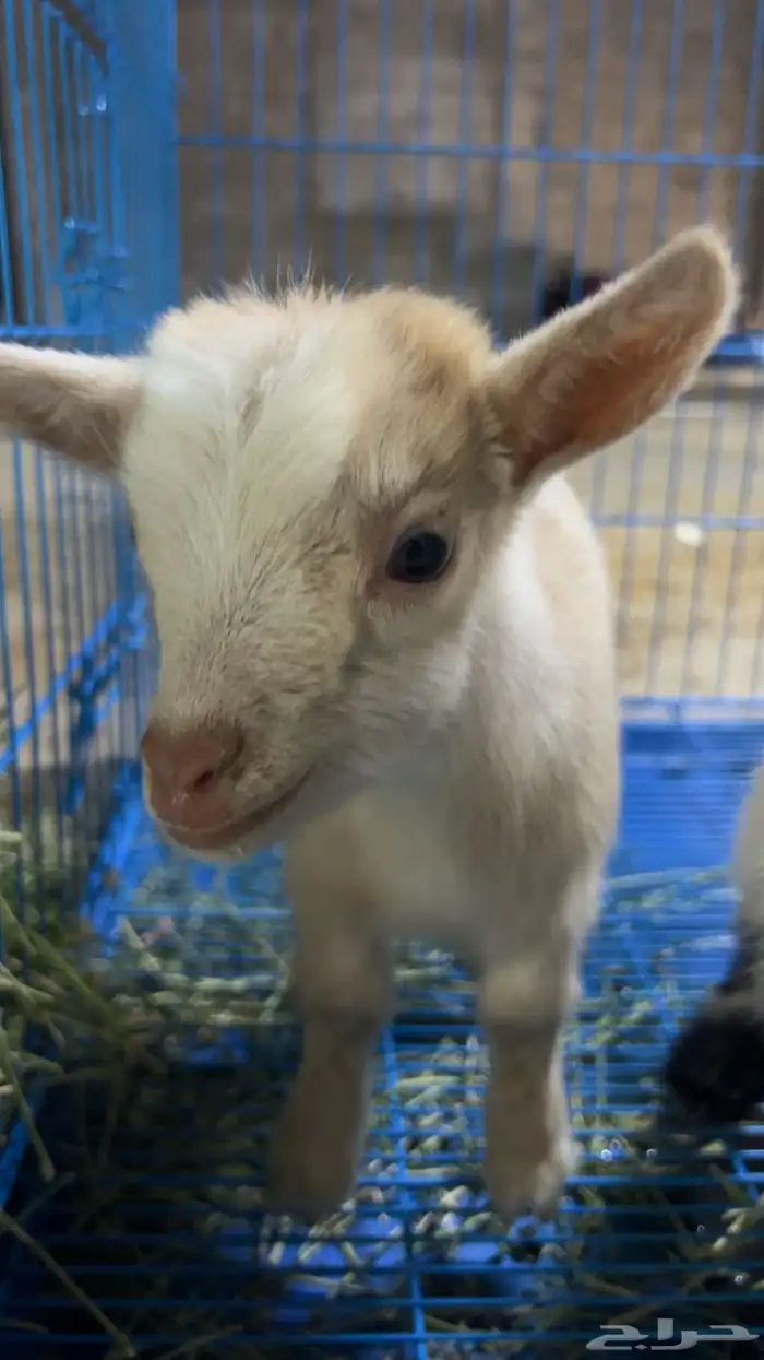 ماعز القزم انثى 0