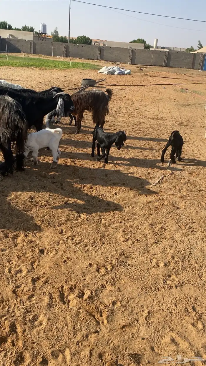 للبيع معزاء مراح ولد 11