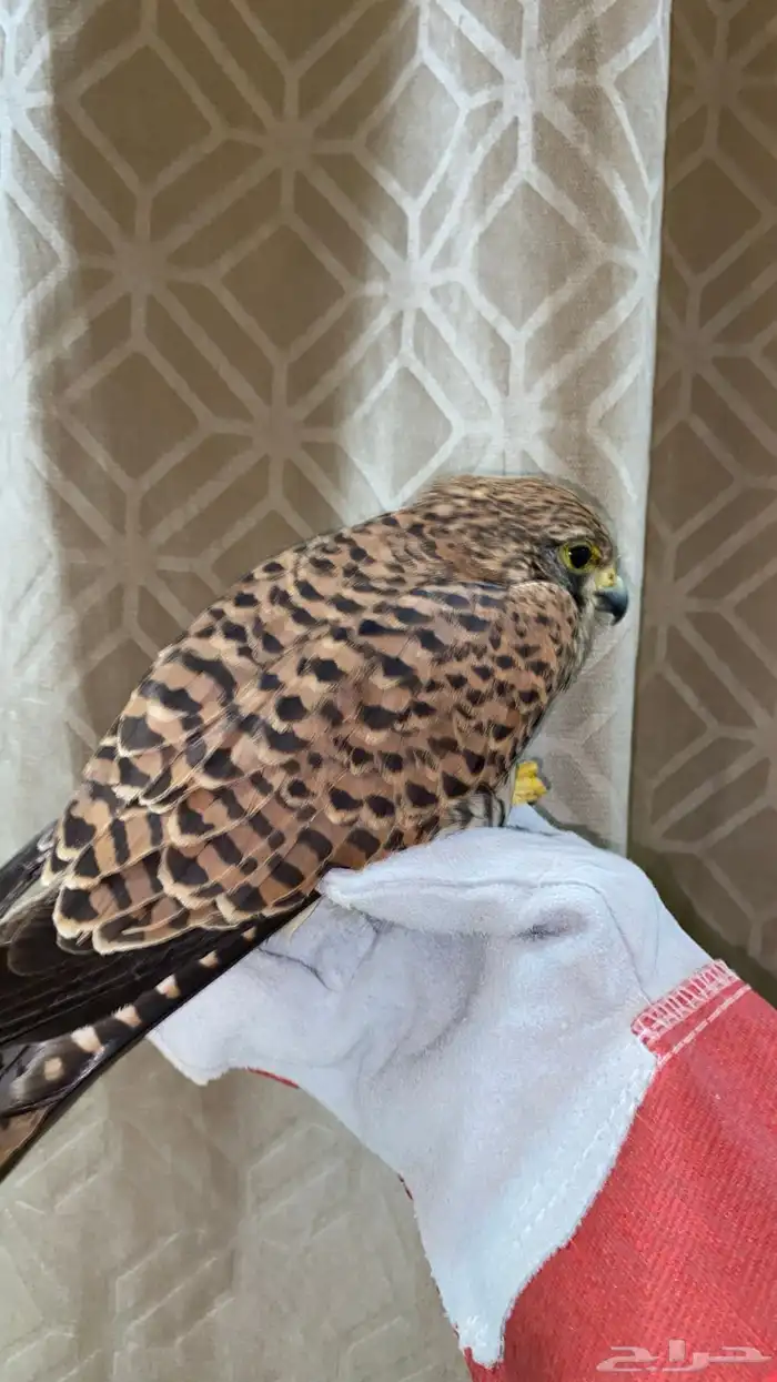 للبيع طير شبوط او باشق شرياص 3