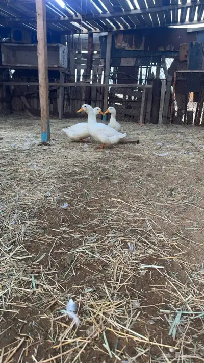 بط كيني ماشا تبارك الله حجم ونضافه index