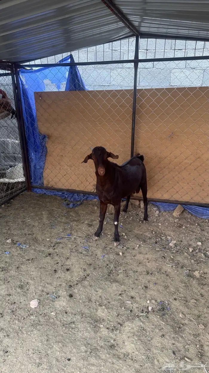 تيس مشروع صنف 3