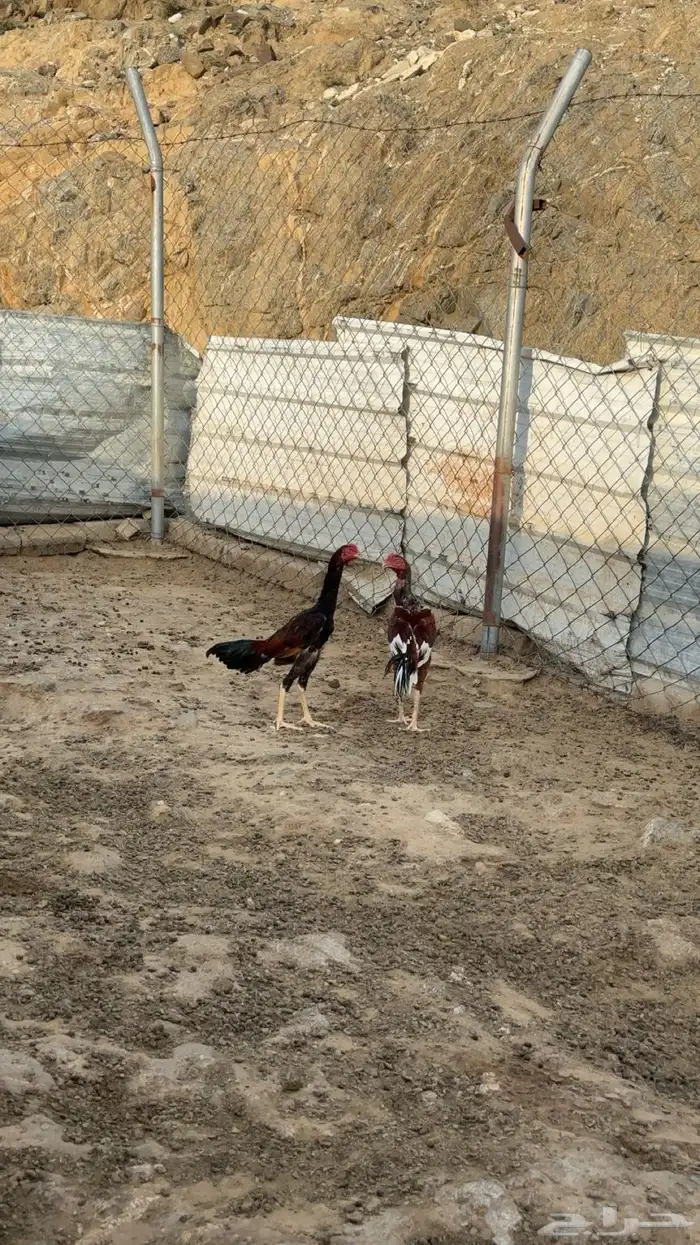 دجاج باكستاني 4