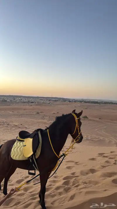 فرس شعبيه index