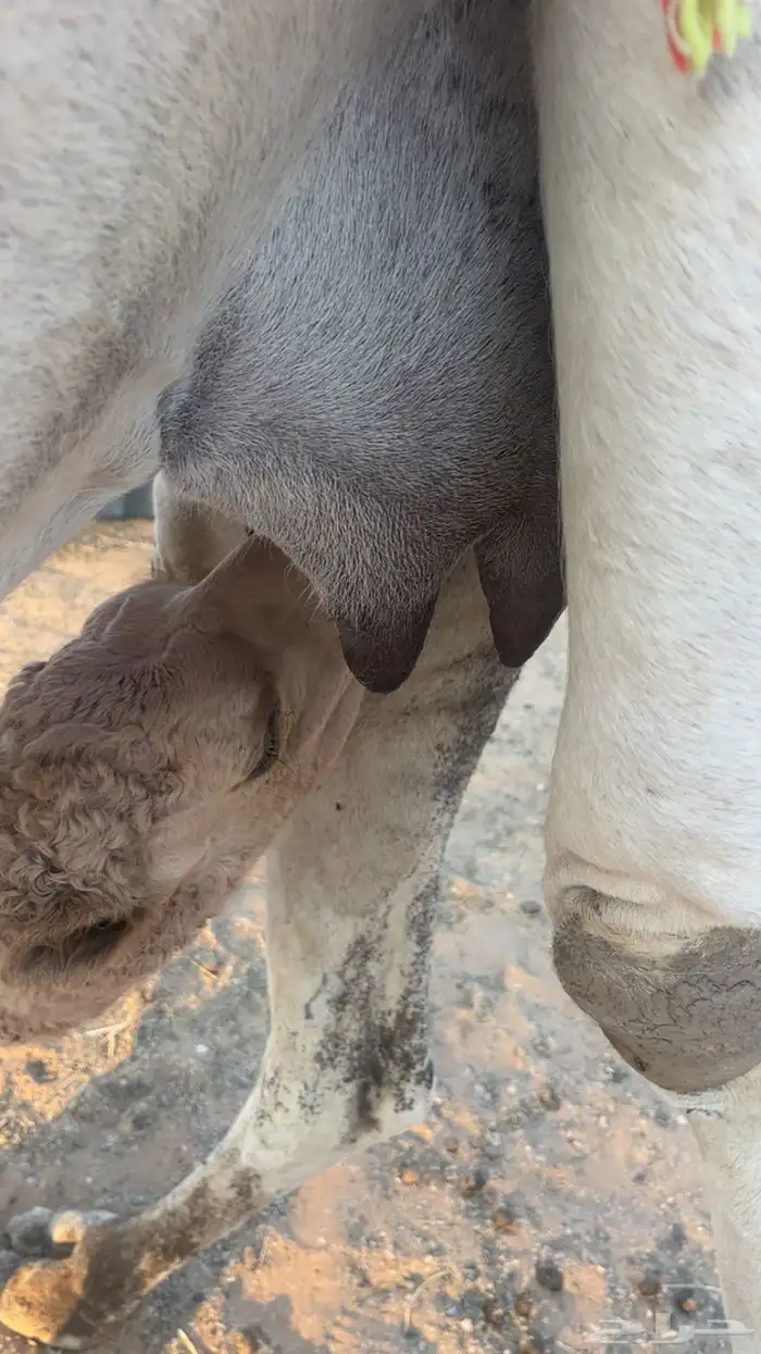 خلفه وضحاء مصغر سنها ثنيه 5