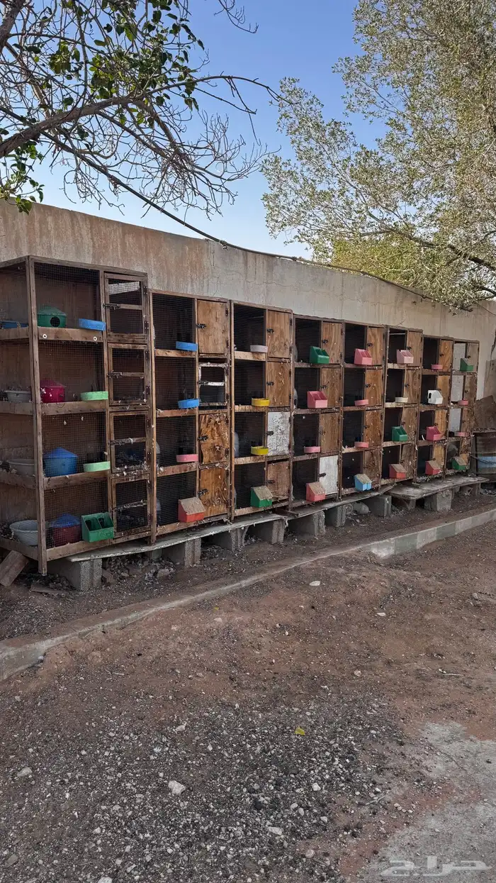 للبيع محاكر حمام 3