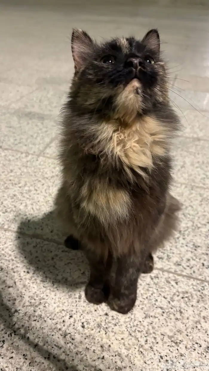 قطه شيرازيه ضائعه أو متخلى عنها في مسجد قباء 3