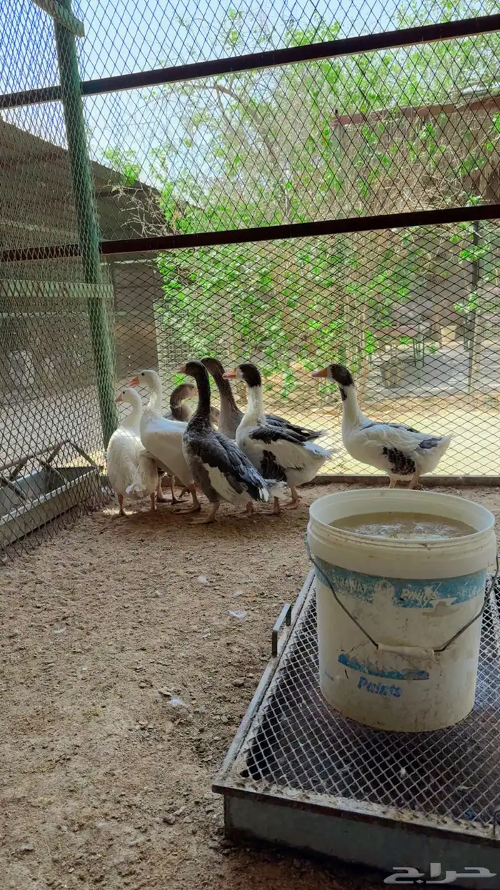 طيور بيت الزاجل 5