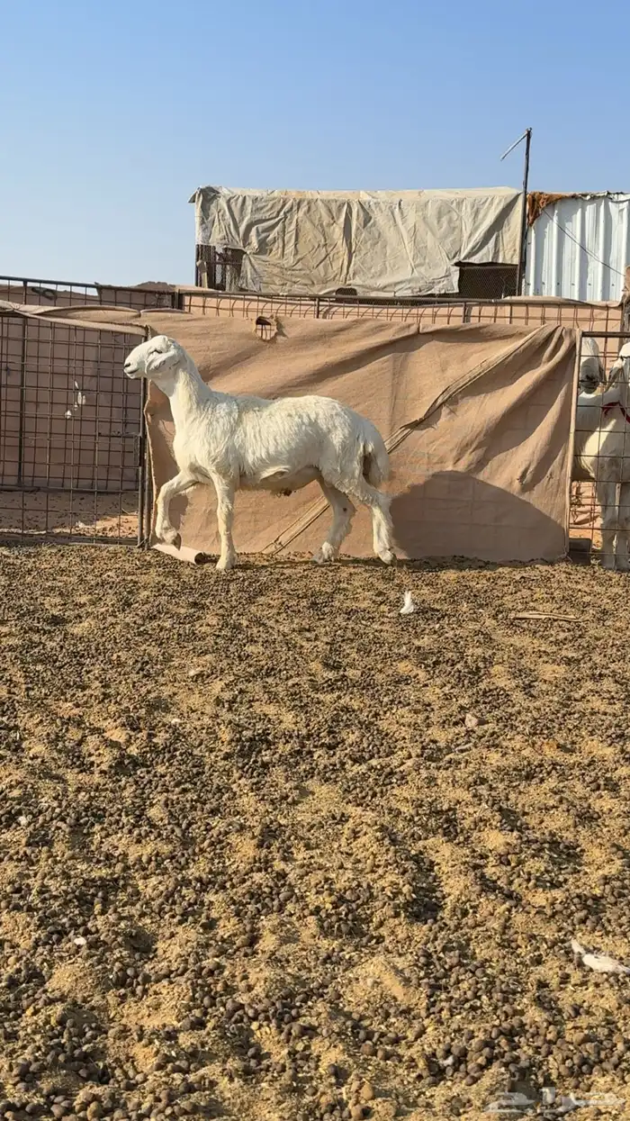 للبيع خروف عمره شهرين او3شهور ابوه صننف 1