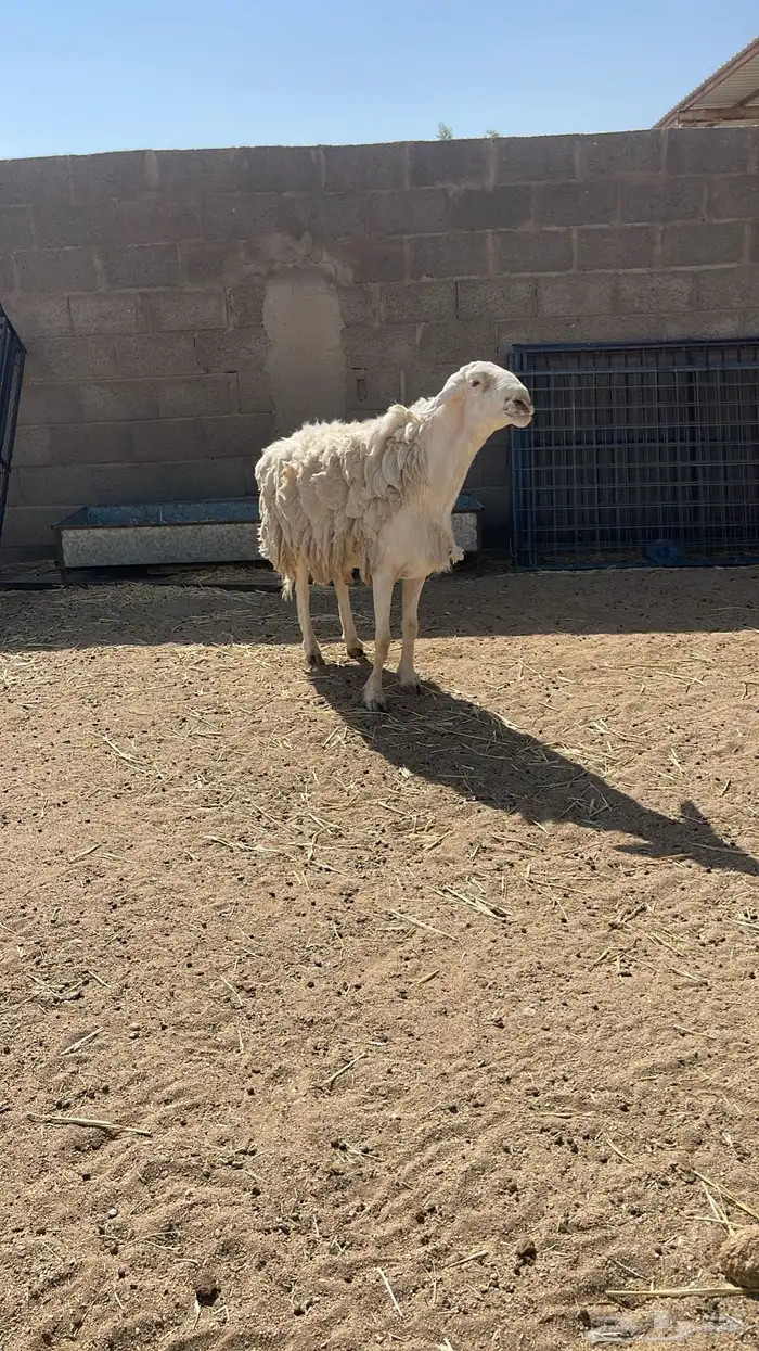 خروف فحل حري مشروط قريع 2