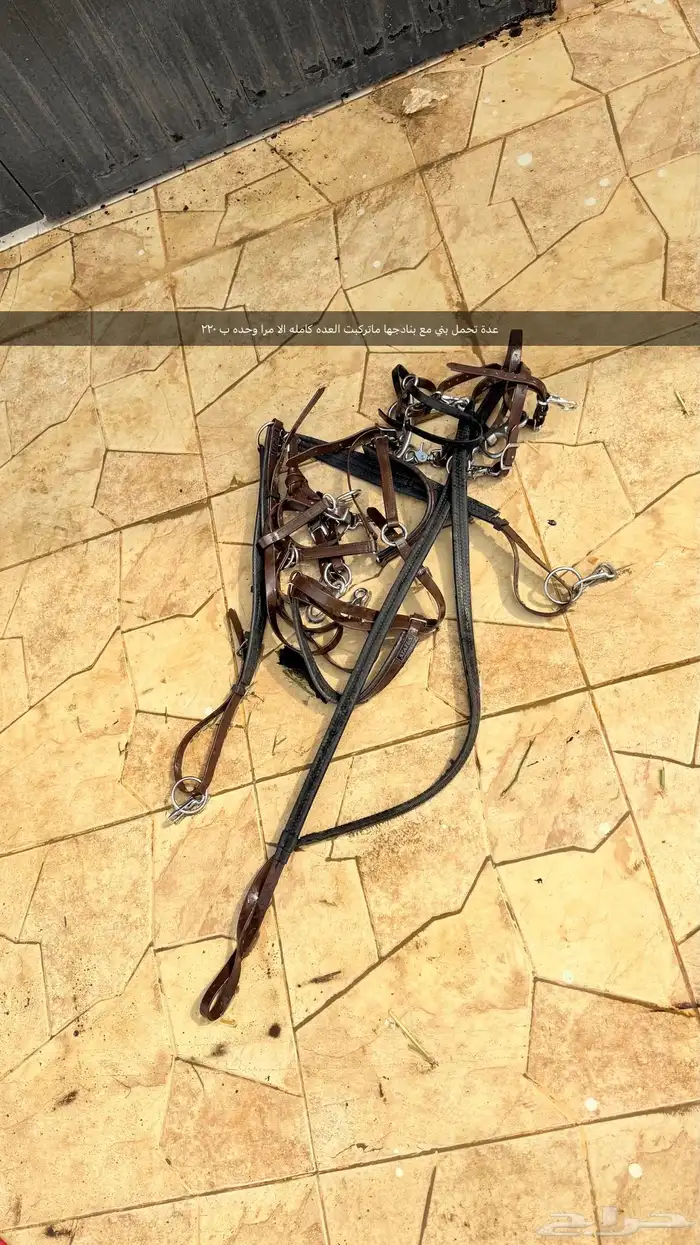 عدة خيل لجام   صدريه   سرج   زينه   شكايم 1