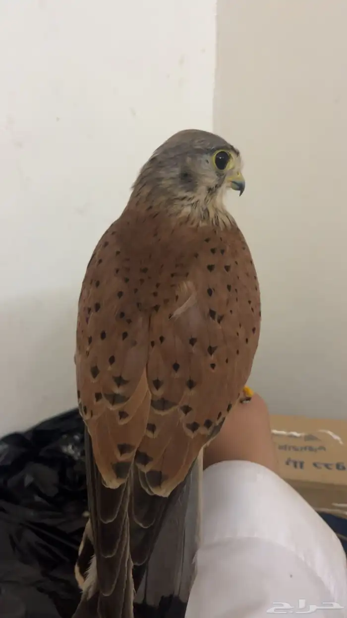 بأشق بدايت هدد 1