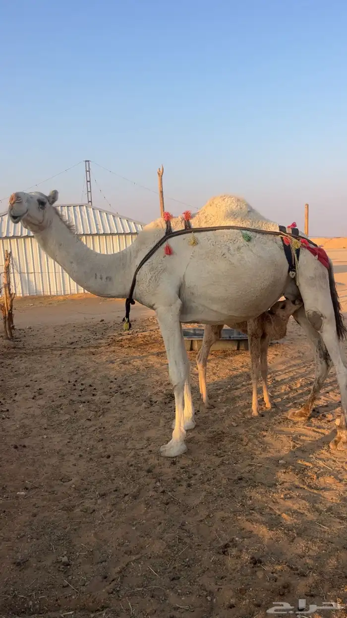 خلفه وضحاء مصغر سنها ثنيه 1