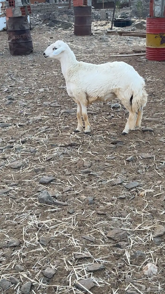 طلي يضرب مشروط 0