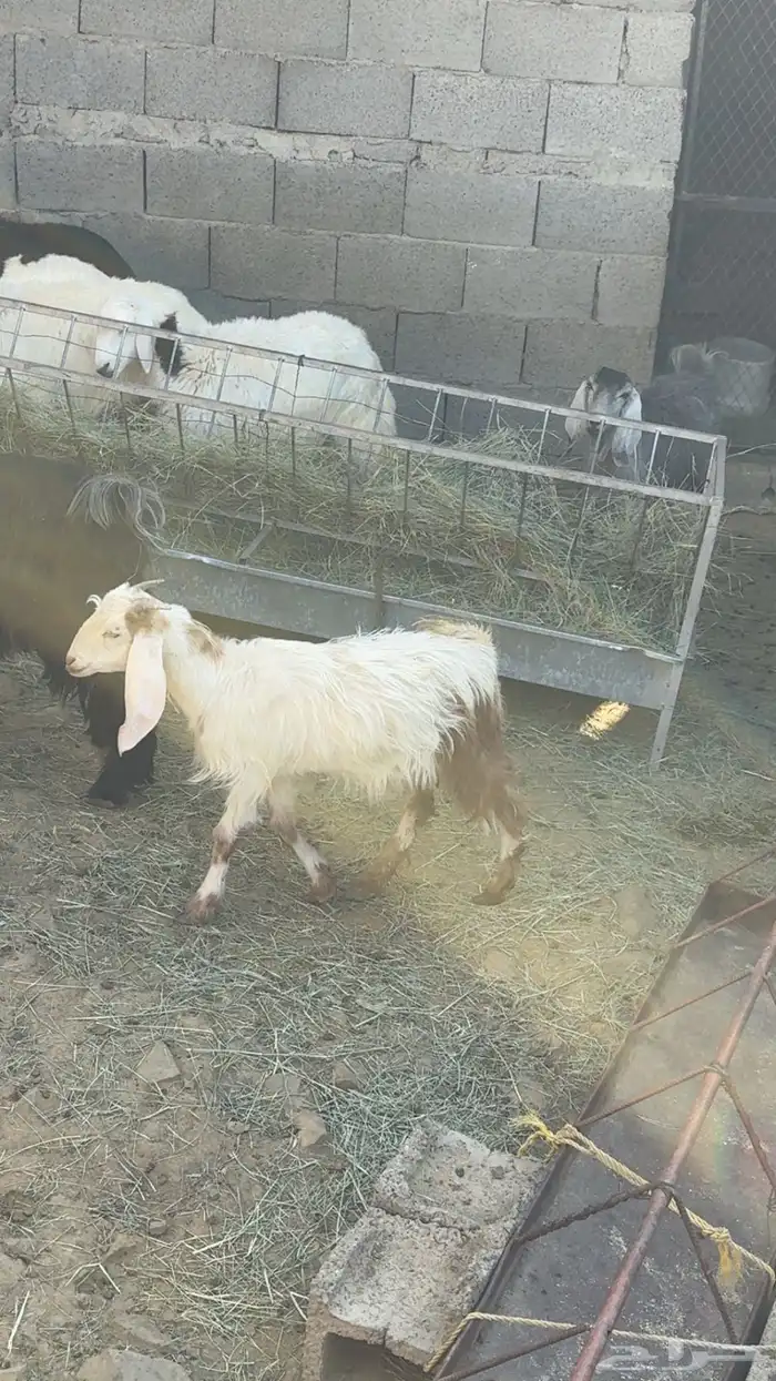 جفر وعنقان يوجد خدمة التوصيل والذبح 1