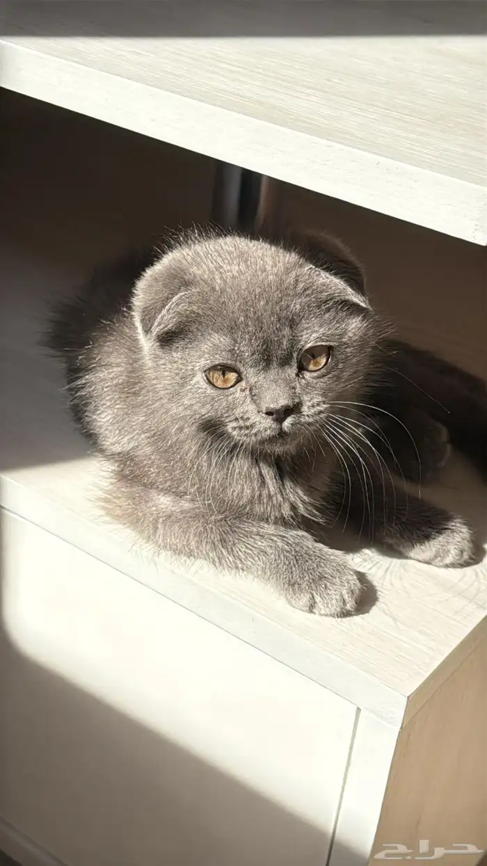 قط سكوتش فولد 1