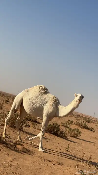 ناقه معشر على بعيرن منتج index