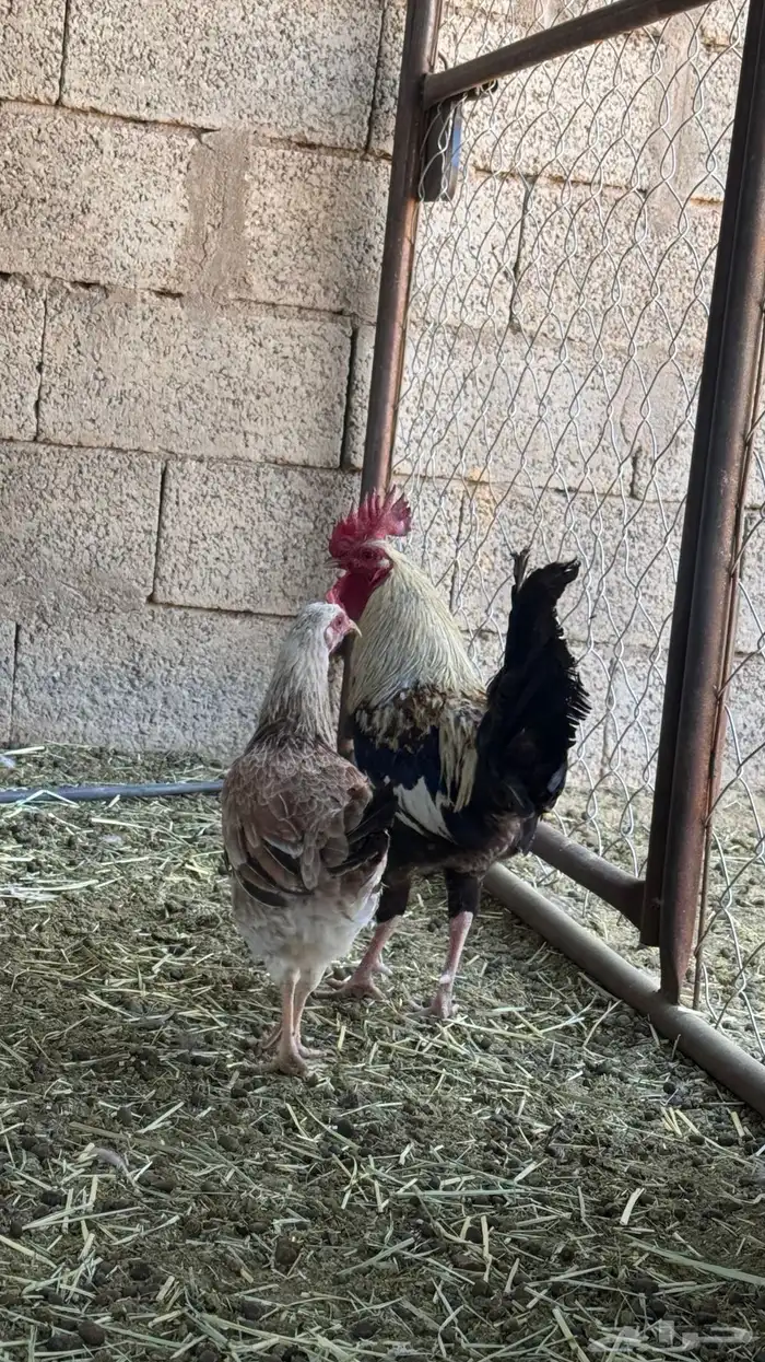 ديك ودجاجه بلدي 0