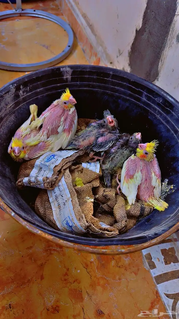 فروخ كروان 2