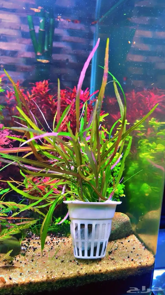 نباتات مائية لاحواض السمك المزروع 2