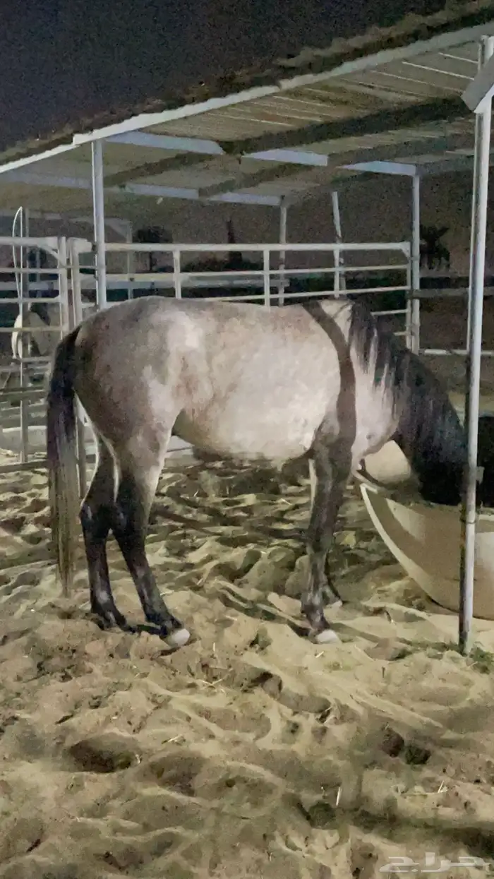 حصان جزيري 3