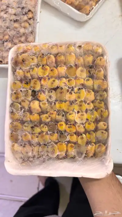 طيور دخل index