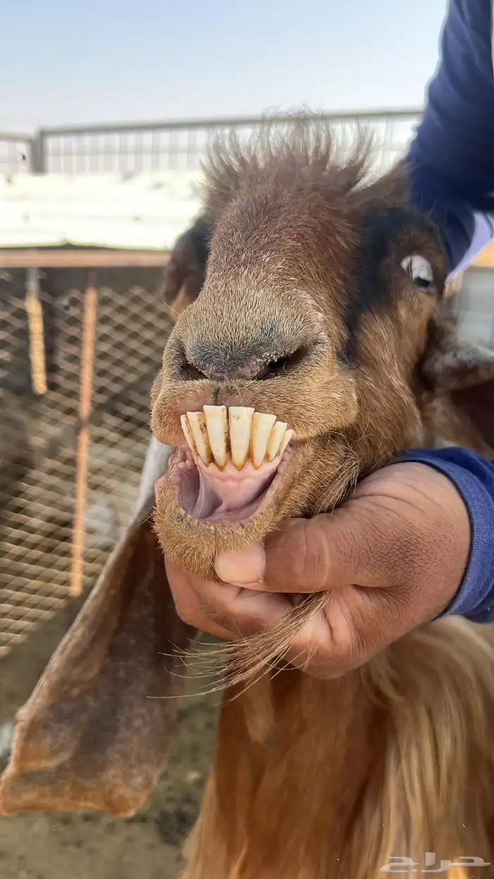 معزا للبيع عدد 10 مع الفحل 3