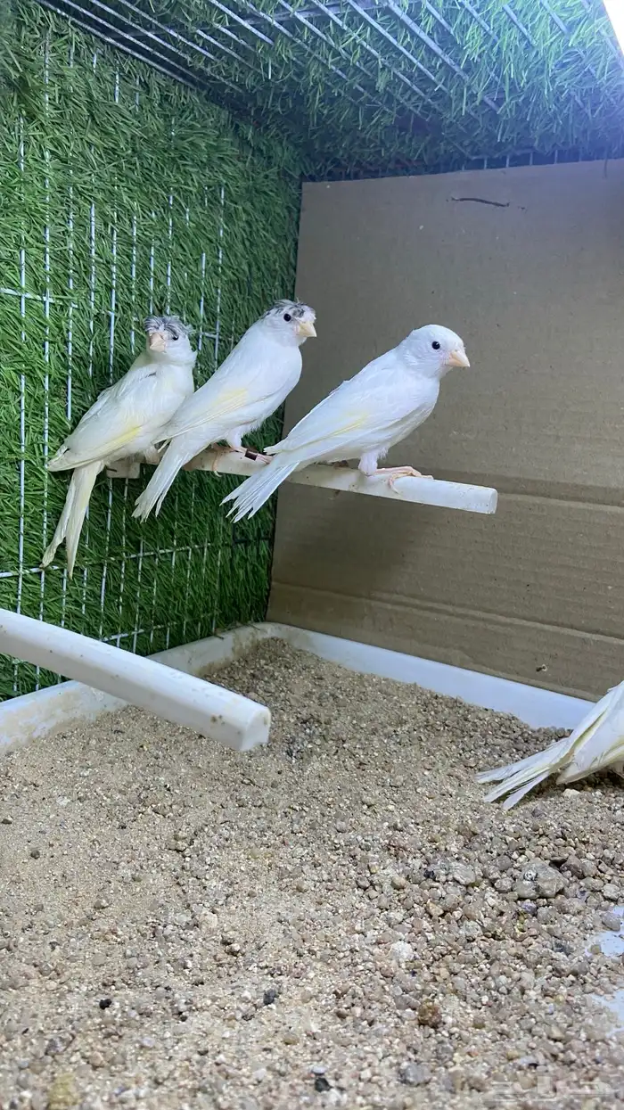 فروخ كناري سوري ابيض( تم البيع) 1