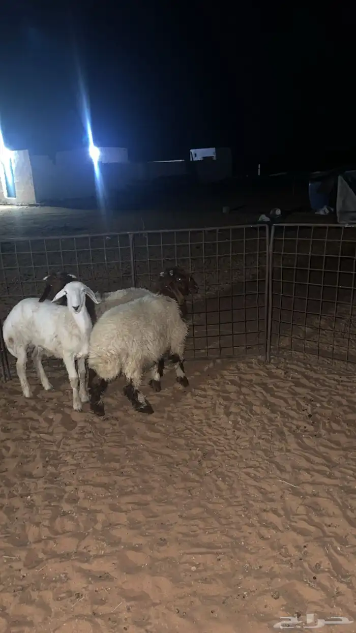 نعيم العمر من شهرين وطالع 1