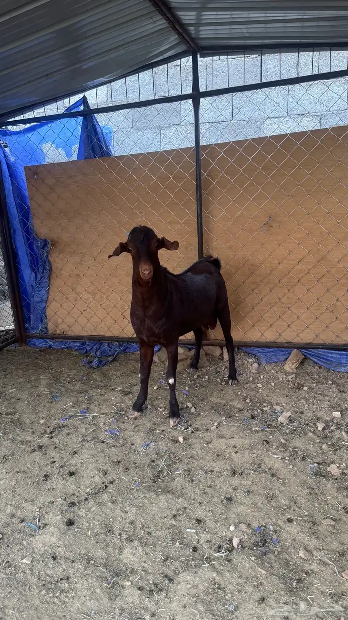 تيس مشروع صنف 2