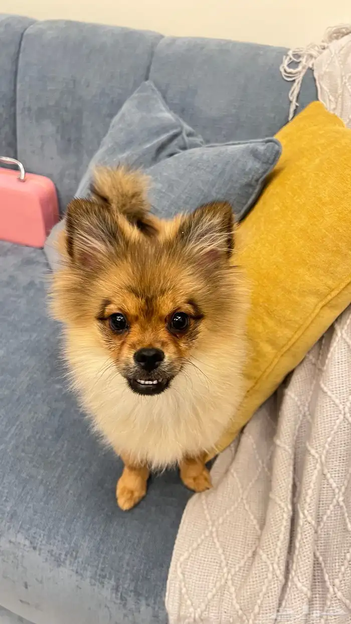 كلب بومرينيان 6 شهور 0