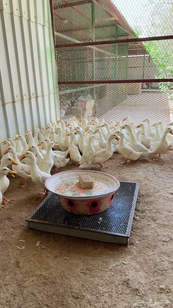 طيور بيت الزاجل 2