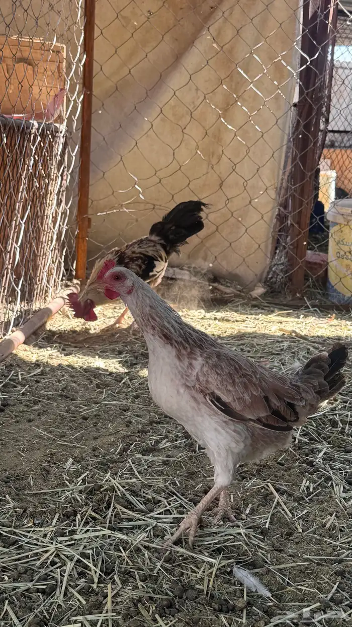 ديك ودجاجه بلدي 1